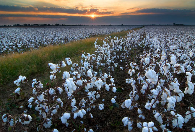 Agriculture Agriculture